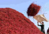 Desi Chilli Prices Hit Record High of Rs.50,000 per Quintal at Enumamula Market