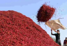 Desi Chilli Prices Hit Record High of Rs.50,000 per Quintal at Enumamula Market