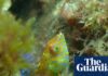 That’s a wrasse! Rare fish spotted for first time since 2009 in kelp forest in Western Australia