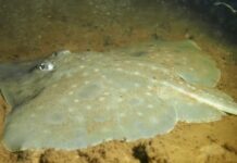 What the Albanese government did on the environment amid the Liberals’ turmoil: threatened species, a new coal project and carbon leakage