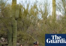 Savannah Guthrie vows to ‘never give up’ as calls pour in over missing mother