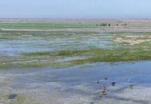 DOE restoring four wetlands across country