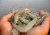 Farmed shrimp output rises 37% to over 62,000 tons