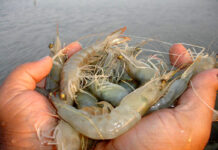 Farmed shrimp output rises 37% to over 62,000 tons