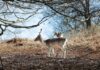 Deer shooting to be facilitated in England to protect woodlands