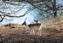 Deer shooting to be facilitated in England to protect woodlands