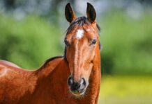 Horse Annoyed At All The Year Of The Horse Comments She Getting