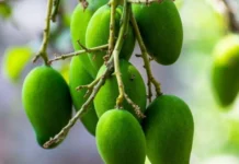 How Communities Are Preserving India’s Disappearing Mangoes