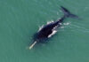 Critically endangered North Atlantic right whale found dead off US coast