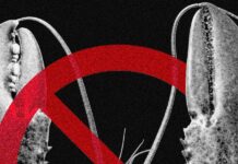 Meta and Other Tech Companies Ban OpenClaw Over Cybersecurity Concerns