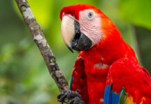 Study Finds Macaws Evolved Vibrant Coloration To Pass The Time