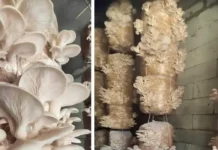 How 2 Brothers Built a Rs 25 Lakh Mushroom Farming Business in Uttarakhand