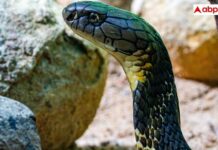 ‘Naagin’ Rumours Swirl After UP Woman Vanishes Overnight, Snake Skin Found On Bed