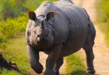 How Assam Turned Years of Poaching into a Success Story for Over 3000 One-Horned Rhinos