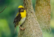 How To Turn Your Garden Into a Home for Birds