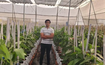 7 Tips from Indian Farmers Perfecting Avocado Farming