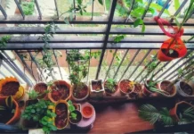 In Dombivli, a 38-YO Woman’s 400-Sq-Ft Balcony Is Home to 70+ Plants, Sparrows & Butterflies