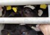 Brittany Ferries under fire for cruel Irish calves transports