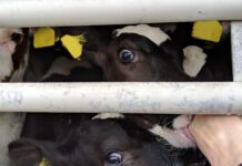 Brittany Ferries under fire for cruel Irish calves transports
