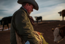 The single crushing problem American cattle ranchers wish Trump would fix instead