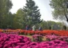 This Srinagar Chrysanthemum Garden Is Bringing Visitors Back After a Year of Fear & Loss