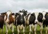 Over 13,000 sign petition to save 51 dairy cows