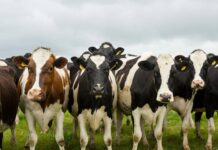 Over 13,000 sign petition to save 51 dairy cows