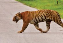 Jungle Safaris Vehicles Get To Back To Business In Bandipur, Nagarahole