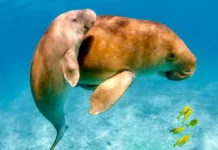 From Near Extinction to 270: How Tamil Nadu Brought Back India’s Dugongs