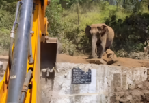 In Tamil Nadu’s Valparai, a Mother Elephant Waited Patiently as Forest Staff Worked to Rescue Her Trapped Calf