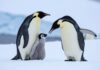 Emperor penguins face new risk from melting sea ice