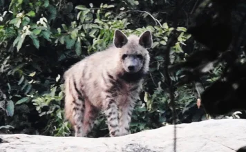 How a Mountaineer Worked With Villagers in Purulia To Protect 18 Striped Hyenas