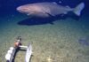 Surprise shark caught on camera for first time in Antarctica’s near-freezing deep