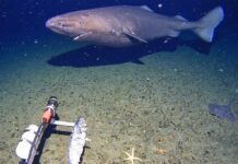 Surprise shark caught on camera for first time in Antarctica’s near-freezing deep