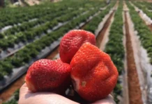 How Maharashtra’s Farmers Built a 35000-Tonne Strawberry Empire From a Single Experiment