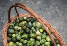 Ever Seen This Mini Watermelon? The ‘Desert Cucumber’ Rajasthan Swears By!