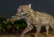 Kaziranga Emerges as a Stronghold for Endangered Fishing Cats, Survey Finds 57 in Park Wetlands
