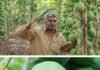 At 70, Hooghly Farmer Creates Disease-Resistant Papaya, Earns Rs 22.5 Lakh a Year
