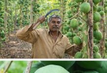 At 70, Hooghly Farmer Creates Disease-Resistant Papaya, Earns Rs 22.5 Lakh a Year