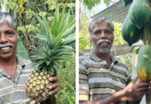 Japanese Mangoes Worth Rs 3 Lakh/Kg, Berries & More: Udupi Man Grows Rare Fruits on Terrace