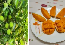 ‘How I Started a Farmstay With 2000 Alphonso Mango Trees’