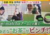 Global Matcha Boom Pushes Tea House Fees Up 50%