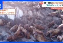 Sea Lions Invade Remote Hokkaido Island