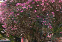Mumbai’s Busy Eastern Express Highway Gets a Cherry Blossom Moment That Looks Almost AI-Generated