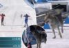 Dog crashes cross-country ski event in wild Olympics scene