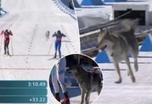 Dog crashes cross-country ski event in wild Olympics scene