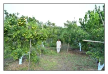 How One Woman Farmer Turned 1 Acre Into Rs 7 Lakh Profit With Scientific Santra Farming