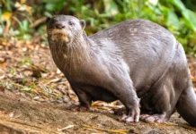 Smooth-Coated Otter Spotted for the First Time in Nandhaur Wildlife Sanctuary