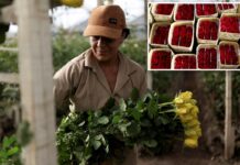 US tariffs threaten major Colombian flower exporter amid Valentine’s Day demand