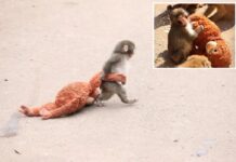 Here’s the heartbreaking reason why Punch, the viral baby monkey, carries stuffed animal